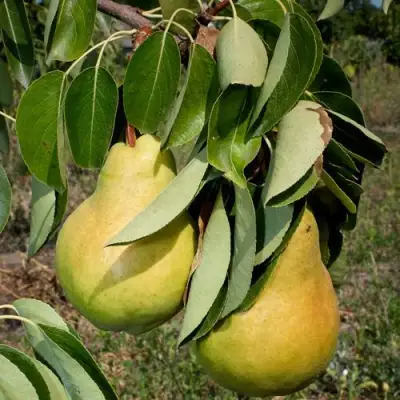 Груша ДЮШЕС ЛЕТНИЙ в Осиповичах