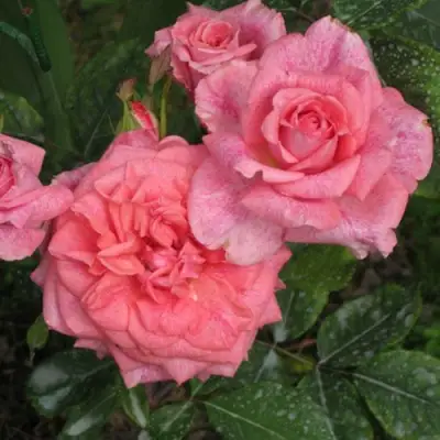 Роза ПЬЕР КАРДЕН чайно-гибридная в Осиповичах