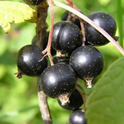 Смородина чёрная ПАМЯТЬ ВАВИЛОВА в Осиповичах