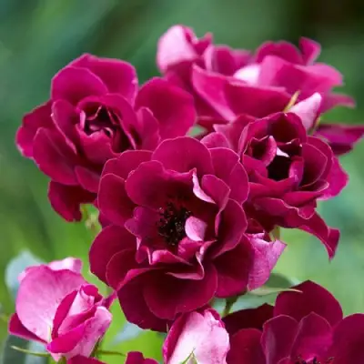 Роза БУРГУНДИ АЙС флорибунда в Осиповичах