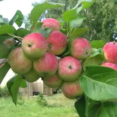 Яблоня ГРУШОВКА МОСКОВСКАЯ в Осиповичах