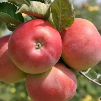 Яблоня ВЭМ-РОЗОВЫЙ в Осиповичах