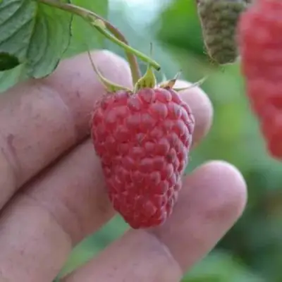 Малина КОРПИКО в Осиповичах