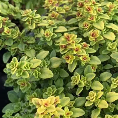 Тимьян АРЧЕРЗ ГОЛД в Осиповичах