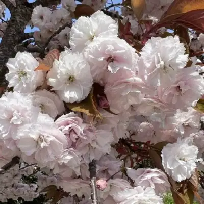 Сакура ШИРОФУГЕН в Осиповичах