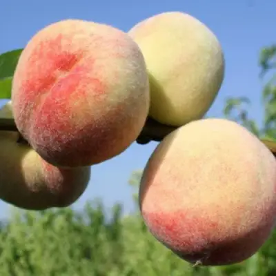 Персик ДОНЕЦКИЙ БЕЛЫЙ в Осиповичах