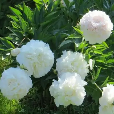 Пион МУН ОВЕР БАРРИНГТОН травянистый в Осиповичах