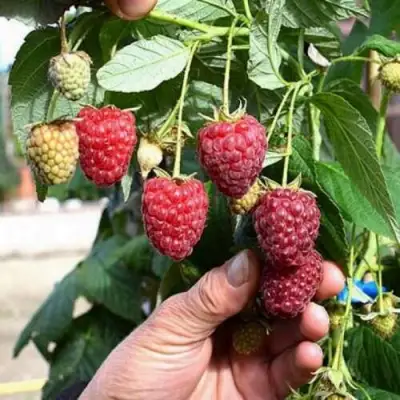 Малина ПОЛЕСЬЕ в Осиповичах
