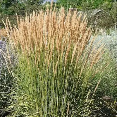 Вейник АВАЛАНШ остроцветковый в Осиповичах