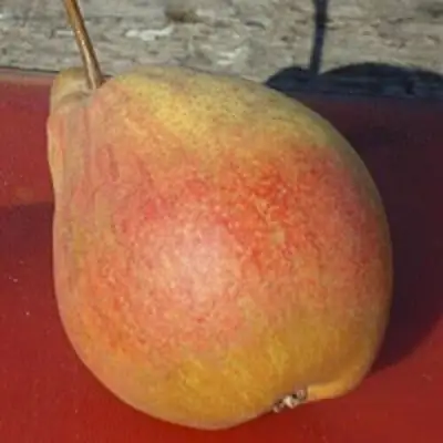 Груша ТАТЬЯНА в Осиповичах