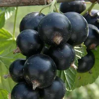 Смородина черная Ядреная -2 