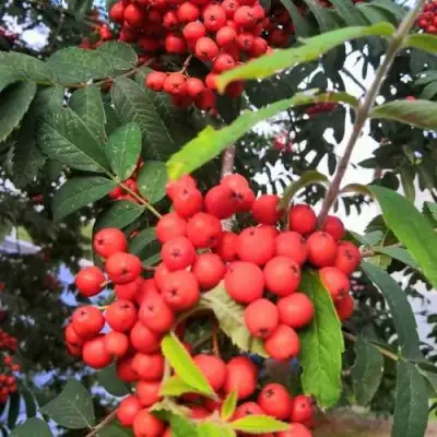 Рябина НЕВЕЖИНСКАЯ сладкоплодная в Осиповичах