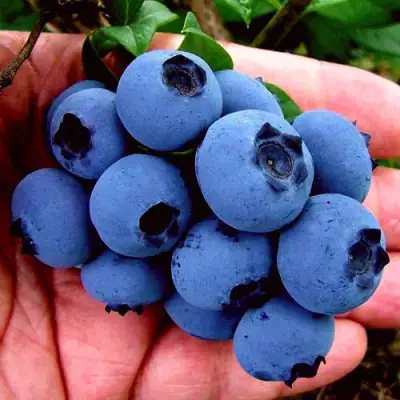 Голубика РЕКА в Осиповичах