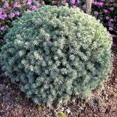 Ель ЭХИНИФОРМИС сизая в Осиповичах