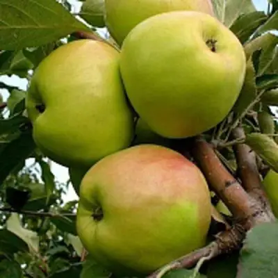 Яблоня БРАТ ЧУДНОГО стелющаяся в Осиповичах