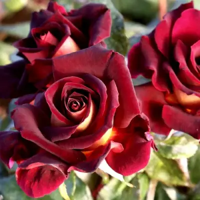 Роза ЭДДИ МИТЧЕЛЛ чайно-гибридная в Осиповичах