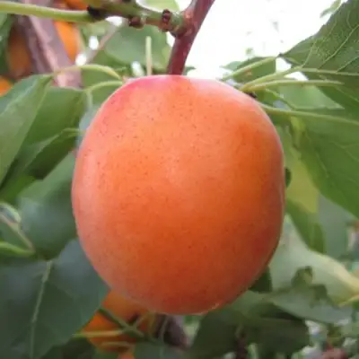 Абрикос ГОЛД РИЧ в Осиповичах