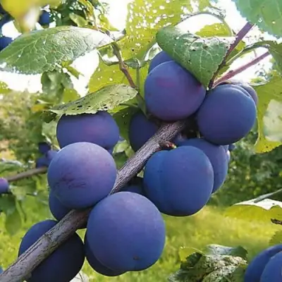 Слива КРОМАНЬ в Осиповичах