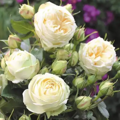 Роза ВЕНДИНГ ПИАНО чайно-гибридная в Осиповичах