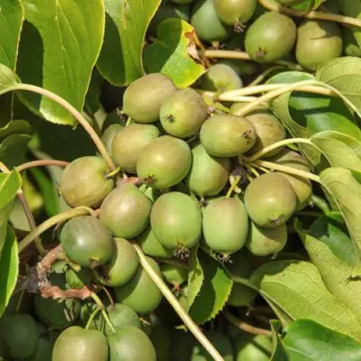 Актинидия ДЖИРАЛЬДИ в Осиповичах