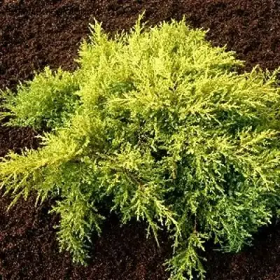 Можжевельник МОРДИГАН ГОЛД средний в Осиповичах