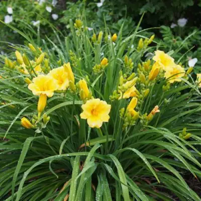 Лилейник СТЕЛЛА ДЕ ОРО гибридный в Осиповичах