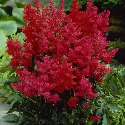 Астильба ГРАНАТ Арендса в Осиповичах