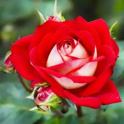 Роза АЛЬЯНС чайно-гибридная в Осиповичах