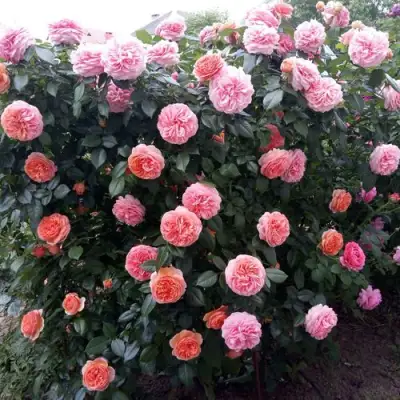 Роза ЧИППЕНДЕЙЛ чайно-гибридная в Осиповичах