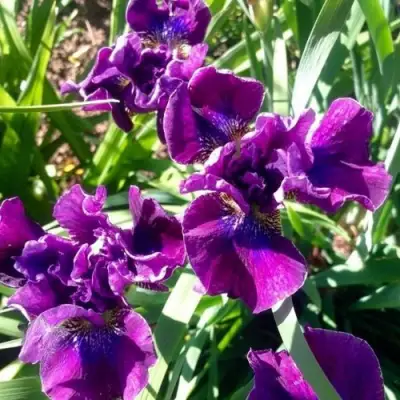 Ирис БАНДЛ ОВ ДЖОЙ сибирский в Осиповичах