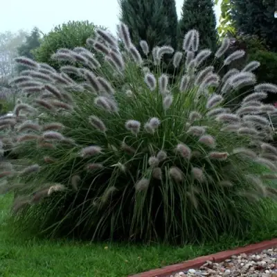 Пеннисетум ЛЕДИ Ю в Осиповичах