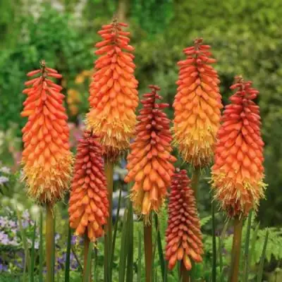 Книфофия АЛЬКАЗАР гибридная в Осиповичах