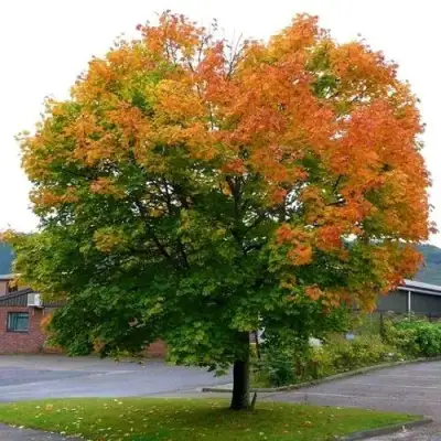 Клен остролистный в Осиповичах