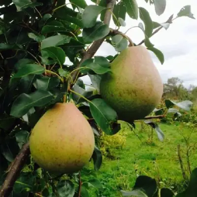 Груша ЛИРА в Осиповичах