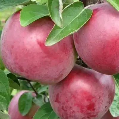 Яблоня АЛЕСЯ в Осиповичах