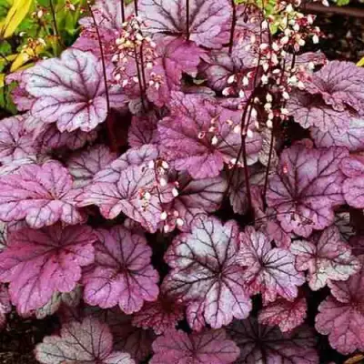 Гейхера ШУГА ФРОСТИНГ в Осиповичах