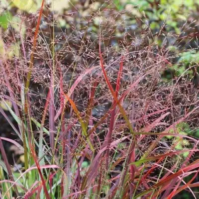 Просо РЕБРАУН прутьевидное в Осиповичах