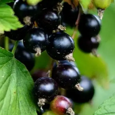 Смородина чёрная КАТЮША в Осиповичах