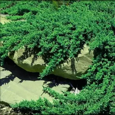 Можжевельник НАНА лежачий в Осиповичах