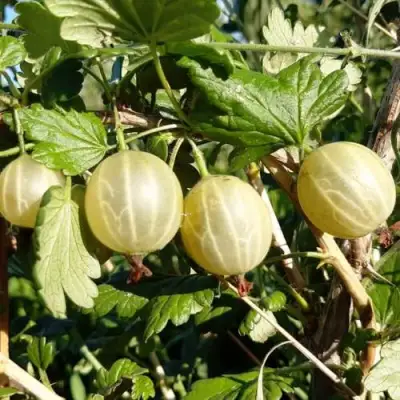 Крыжовник БЕЛОРУCСКИЙ САХАРНЫЙ 2 в Осиповичах