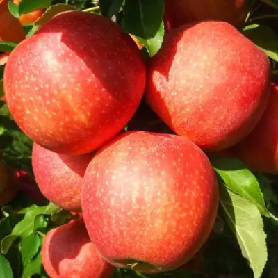 Яблоня ГАЛА ШНИГА в Осиповичах