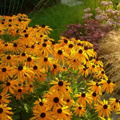 Рудбекия ГОЛДШТУРМ блестящая в Осиповичах