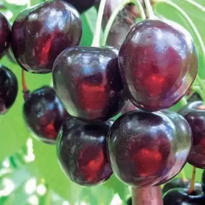 Черешня ЛЮБИМИЦА АСТАХОВА в Осиповичах