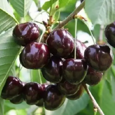 Черешня ЛЕНИНГРАДСКАЯ ЧЁРНАЯ в Осиповичах