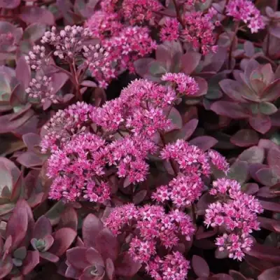 Очиток (седум) САНСПАРКЛЕР ФАЙЕРКРЕКЕР в Осиповичах