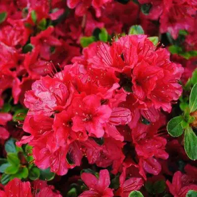 Азалия ХИНО КРИМСОН японская в Осиповичах