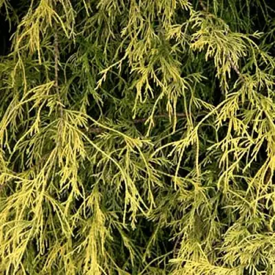 Кипарисовик ФИЛИФЕРА АУРЕА горохоплодный в Осиповичах