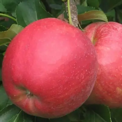 Яблоня РУБИН в Осиповичах