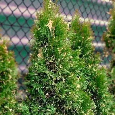 Туя СМАРАГД ВАРИЕГАТА западная в Осиповичах