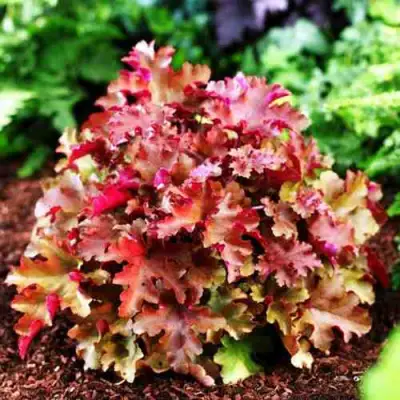 Гейхера МАРМЕЛАД в Осиповичах